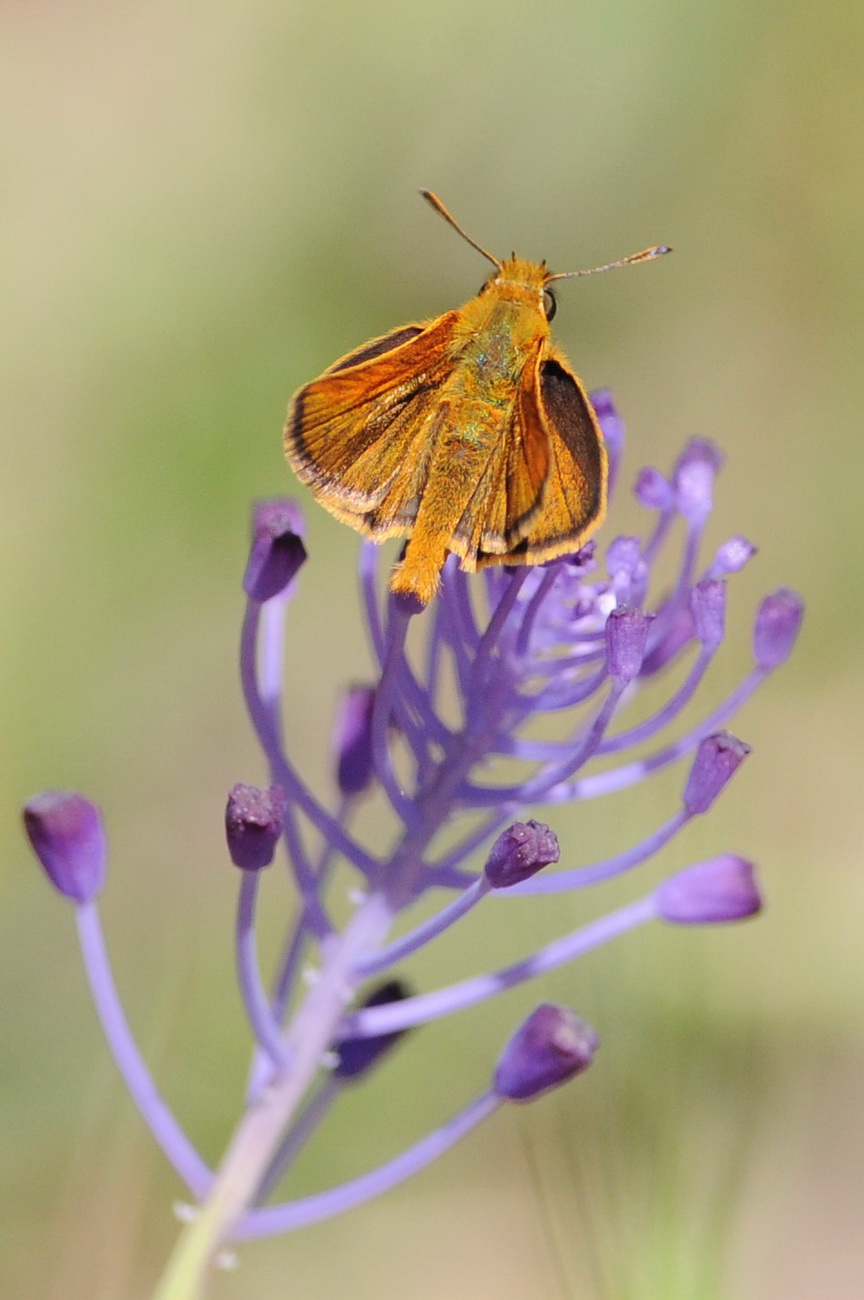 due Hesperidae - Thymelicus acteon e Ochlodes sylvanus